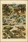 Reptiles Vintage Art Poster