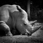 Rhino In Black And White