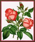 Vintage Rose 1