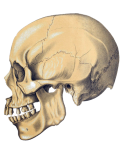 Skull Anatomy Vintage Old