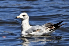 Sea Gull On Blue Water Close-up
