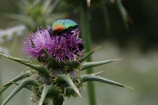 Shiny Beetle On Purple Thistle