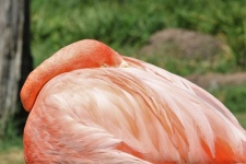 Sleeping Flamingo Close-up