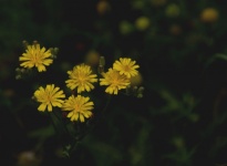 Small Yellow Dandelions