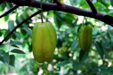 Star Fruit And Star Apple Fruit Food