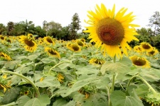 Sun Flowers Field, Sunflowers