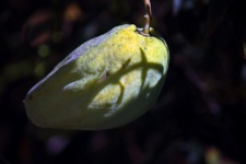Sunlight On Large Seedpod