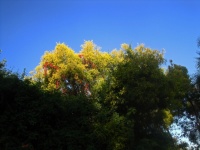 Sunlight On Yellowing Foliage