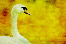 Swan On Lake Golden