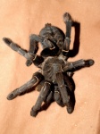 Tarantula Spider Brachypelma Smithi
