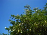Thorn Tree With Green Foliage