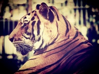 Tiger In Zoo Of Thailand