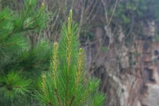 Top Of Young Pine Tree