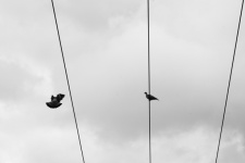 Doves On The Wires