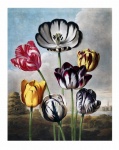 Tulips Art Painted Vintage