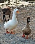 Two Curious Ducks