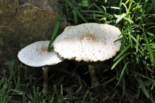 Two Large White Mushrooms In Grass