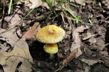 Two Little Yellow Mushrooms 2
