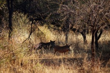Two Warthog In Sunlight In Bush