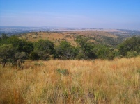 View Of Grassland Sloping To Trees