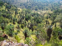 View Of Mountain Aloe Between Hills