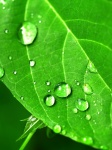 Water Drop On Leaf