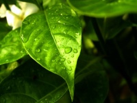 Water Drop On Leaf Stock Photos