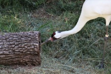 Whooping Crane Looking Into Log