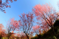 Wild Himalayan Cherry ,Phu Lom Lo
