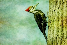 Woodpecker On Tree