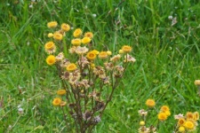 Yellow Everlasting Wild Flower