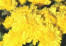 Yellow Mums And Dew Close-up