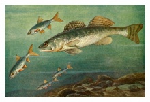 Pikeperch Freshwater Fish Fish Vintage