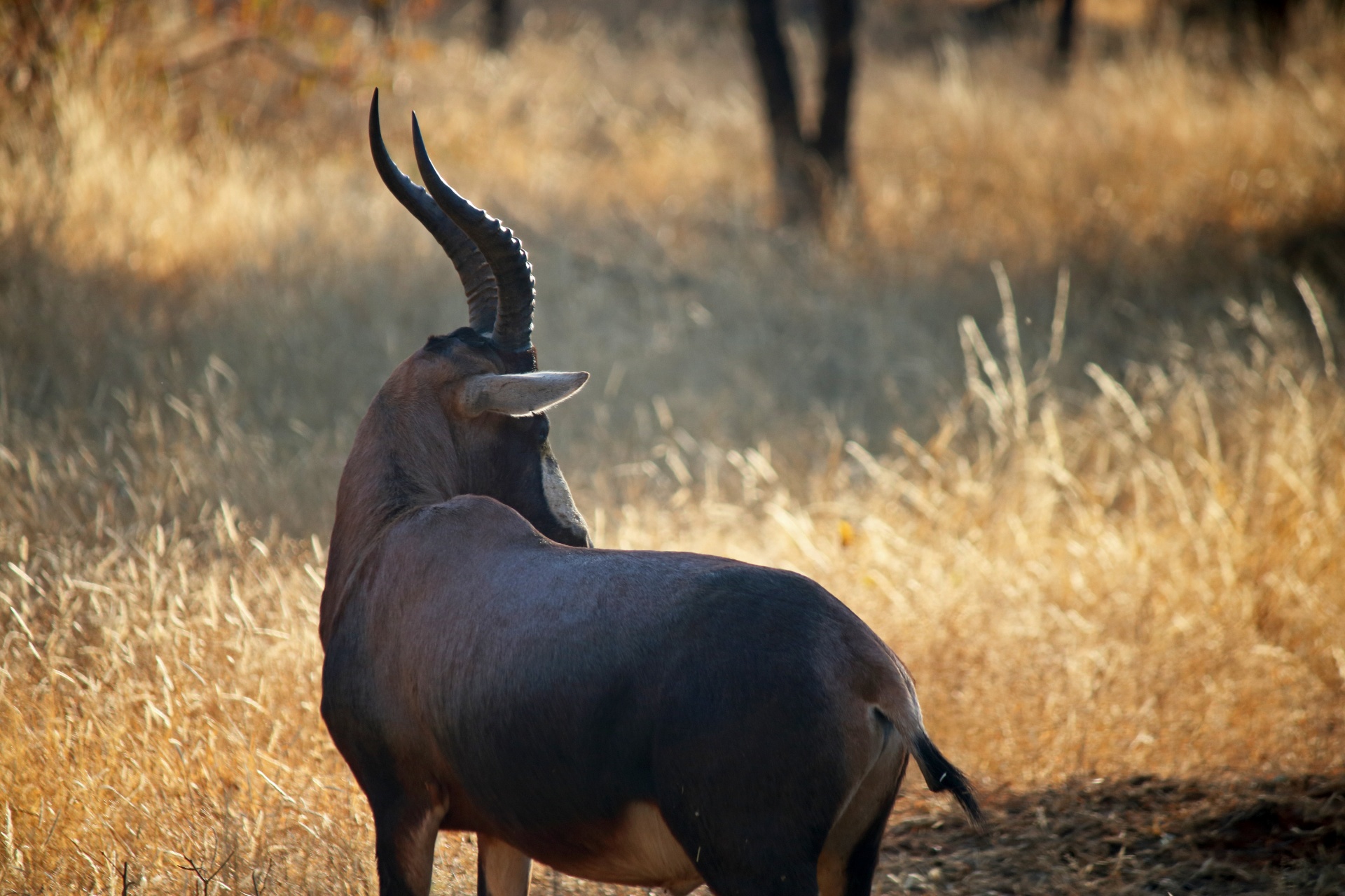 blesbuck from behind with sunlight on horns and head turned in open woodland in south african landscape
