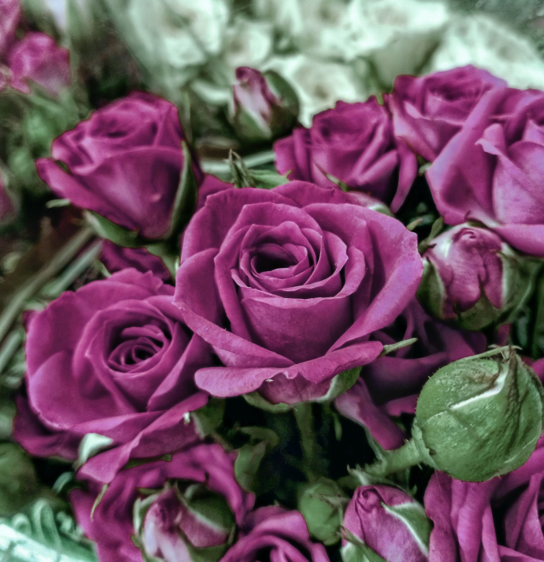 Background With Roses.