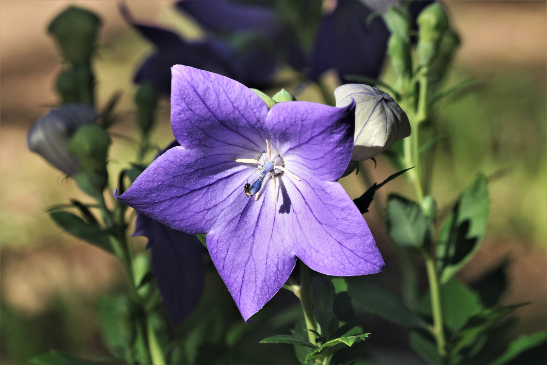Balloon Flower And Buds