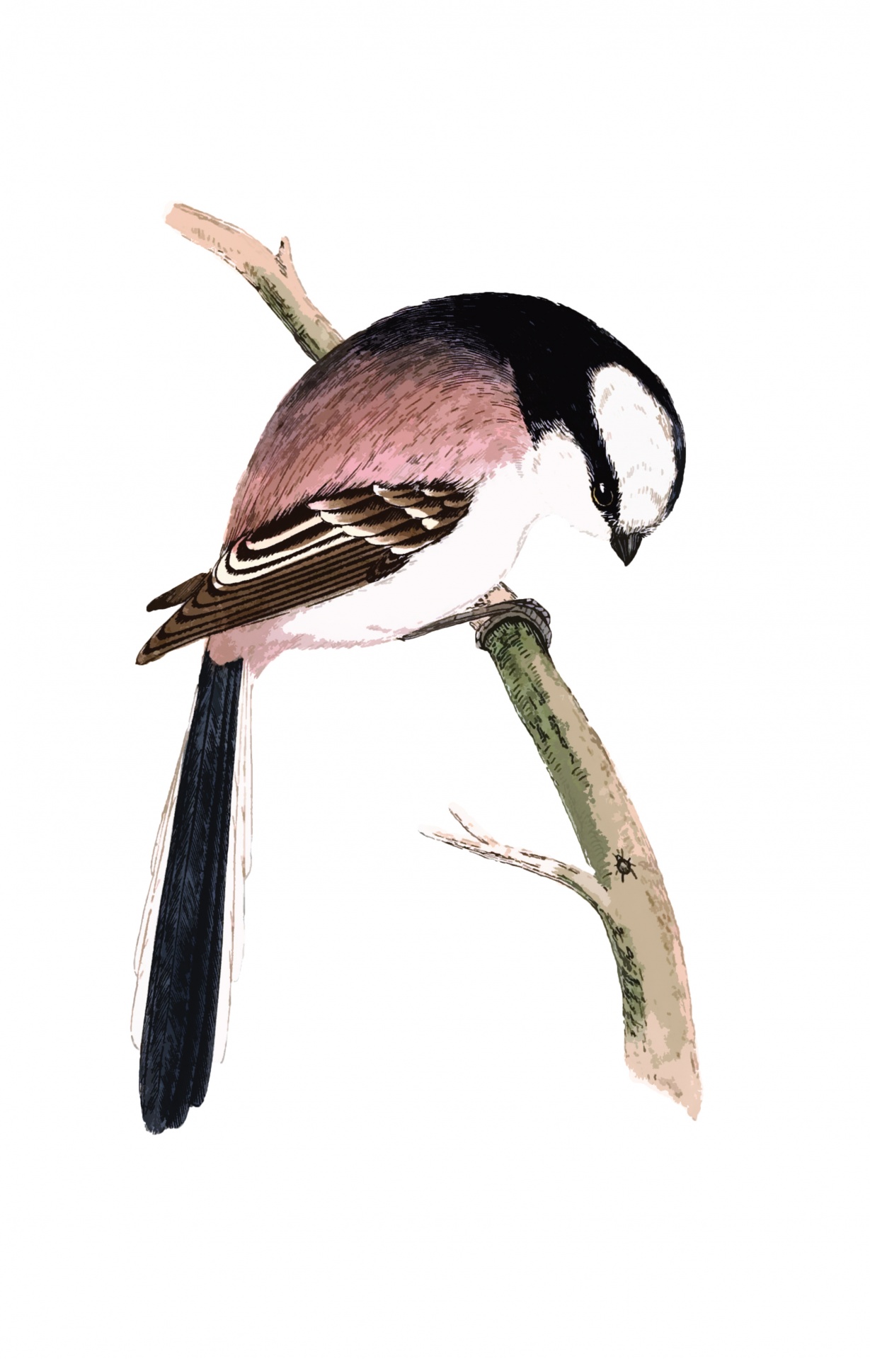 Bird Long Tailed Tit