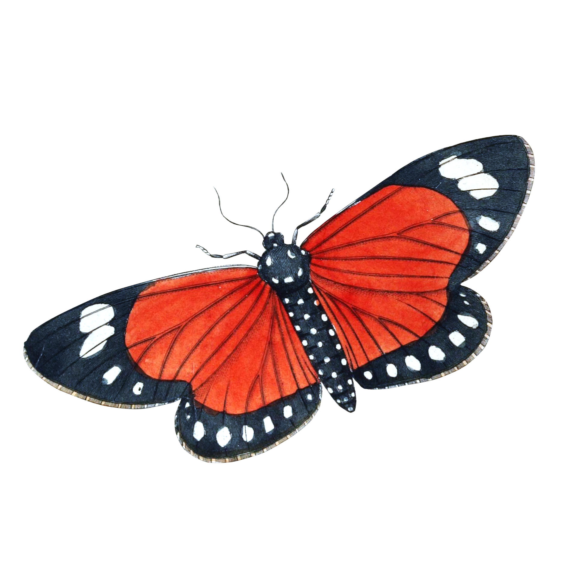 Butterfly, Moth Vintage Art