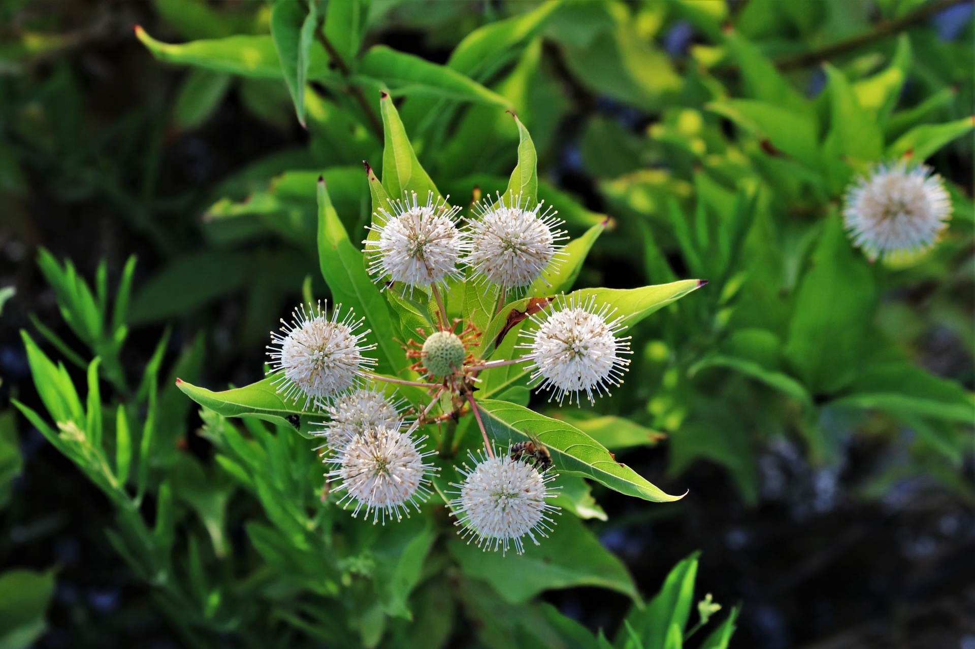 Buttonbush And Bee
