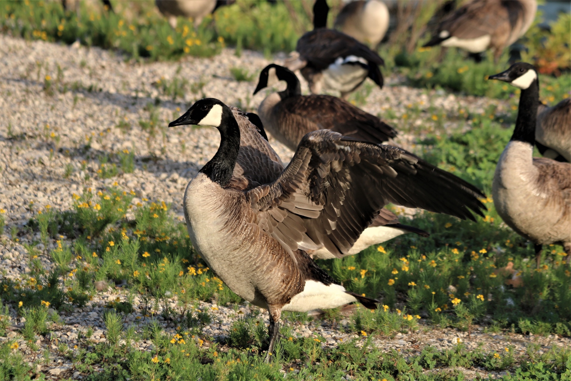 Canada Goose Stretching Its Wings