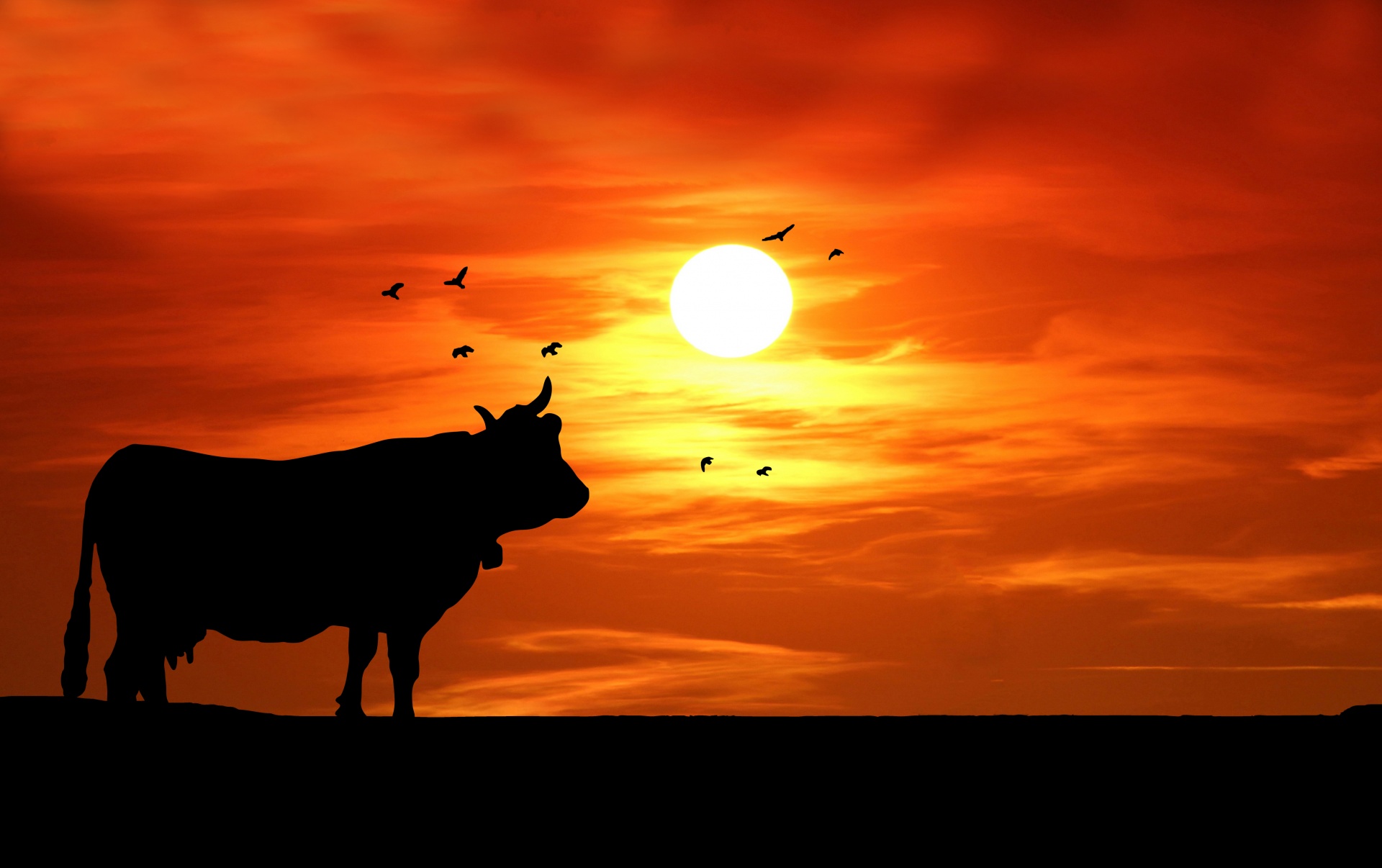 Cow Sunset Silhouette