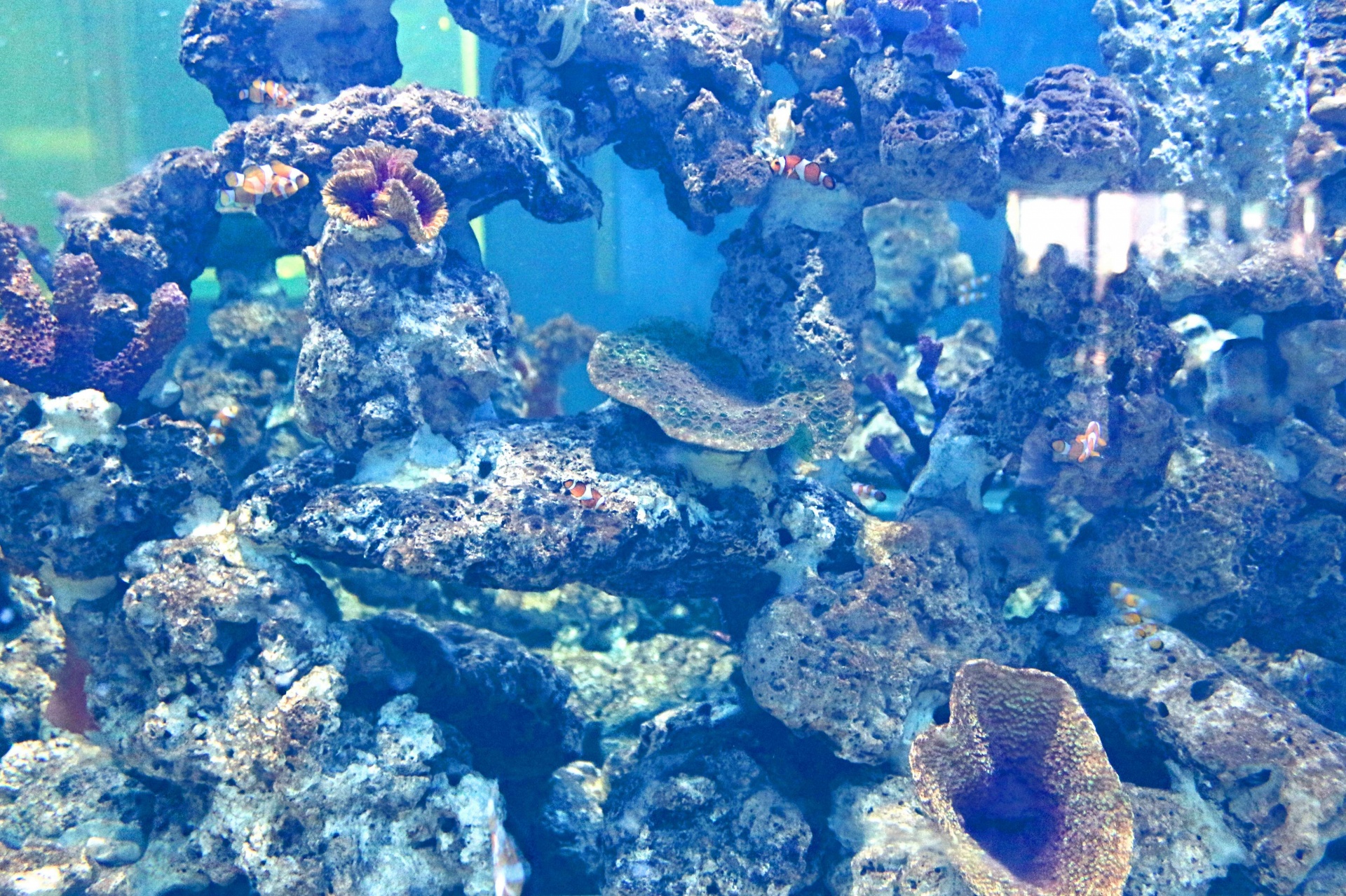 Fish Aquarium In Srisaket , Thailand