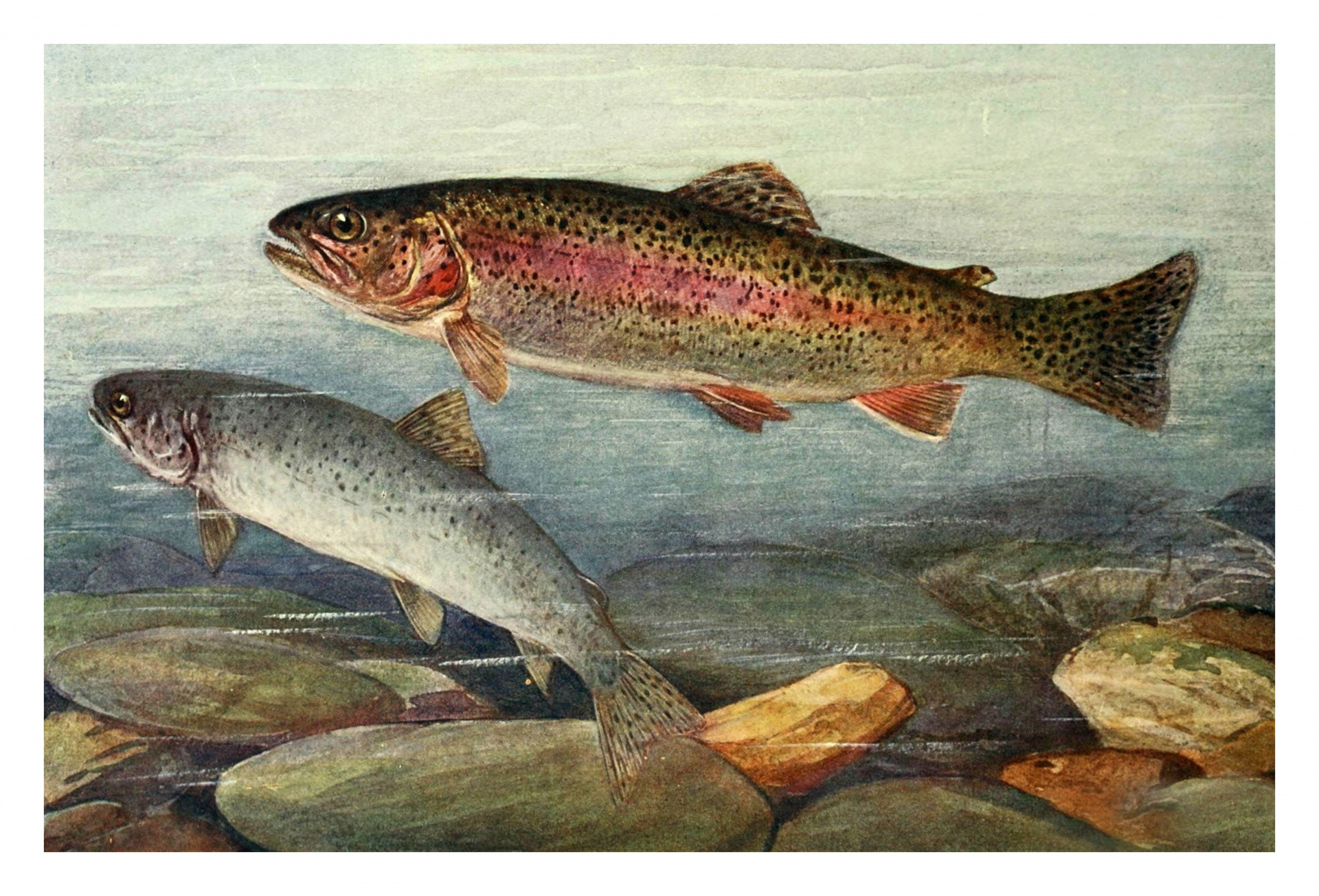 Trout freshwater fish fish vintage art 1900 century illustration painted novella river brook body of water nature fishing game fish retro poster poster