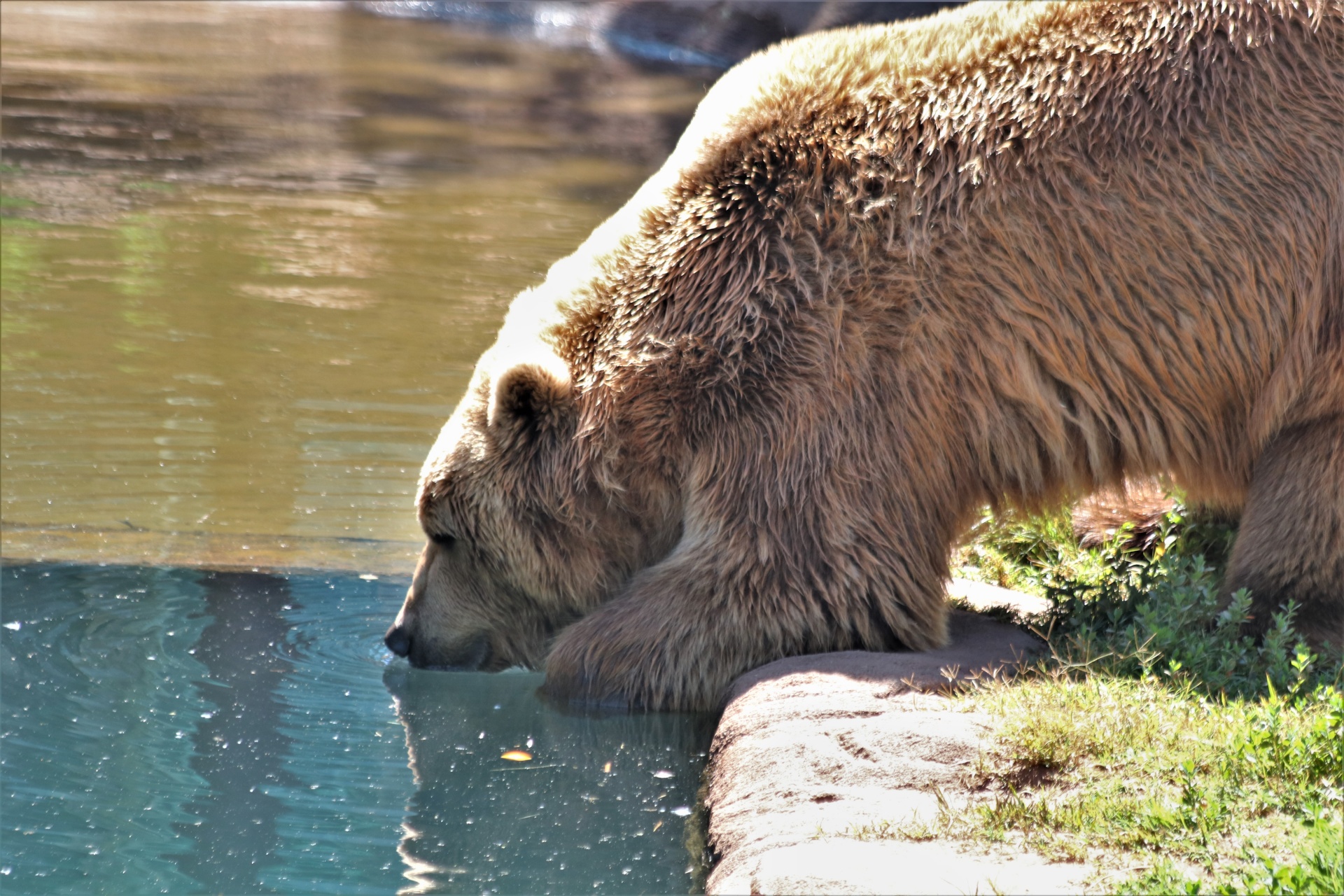 Close-up of a light brown grizzly bear getting a drink or water at the edge of a pond.