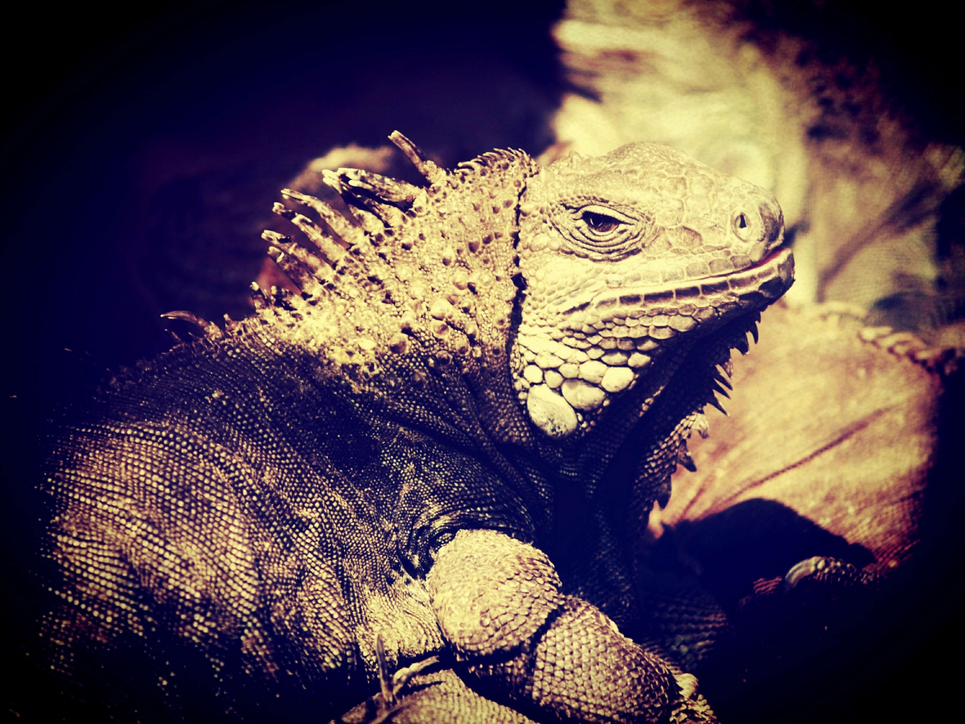 Iguana Lizard Dragon In Zoo