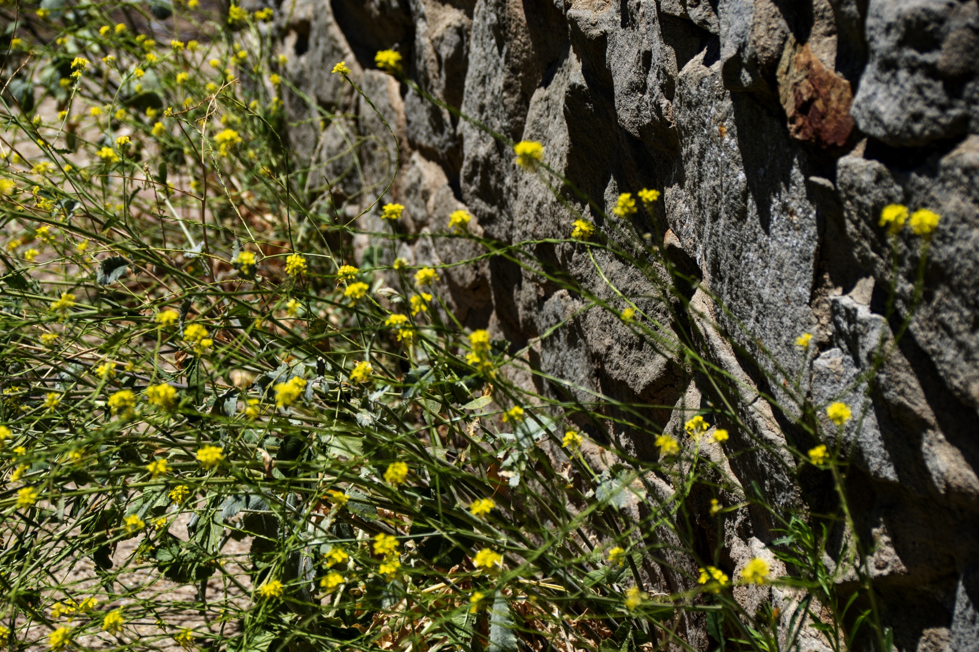 yellow mustard flowers growing against a stone wall