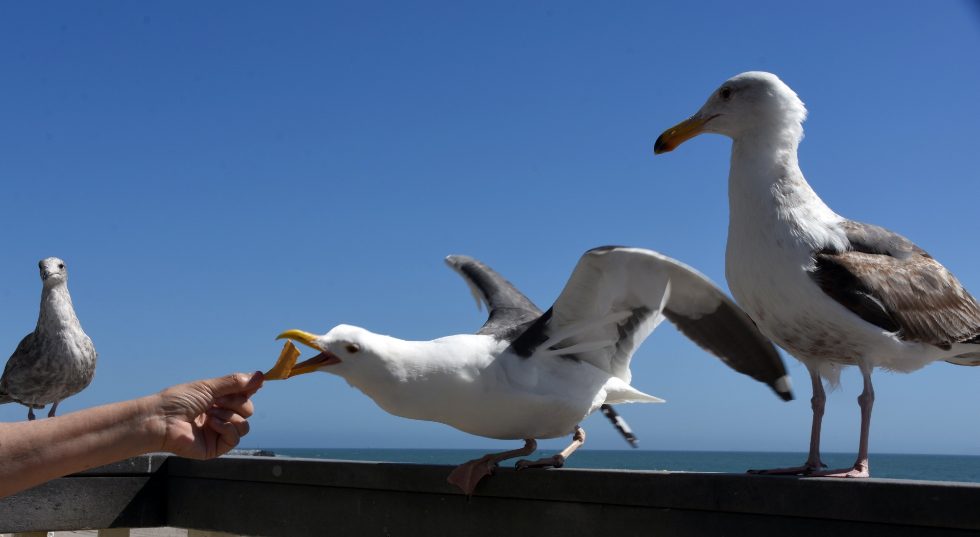 Feeding The Gulls