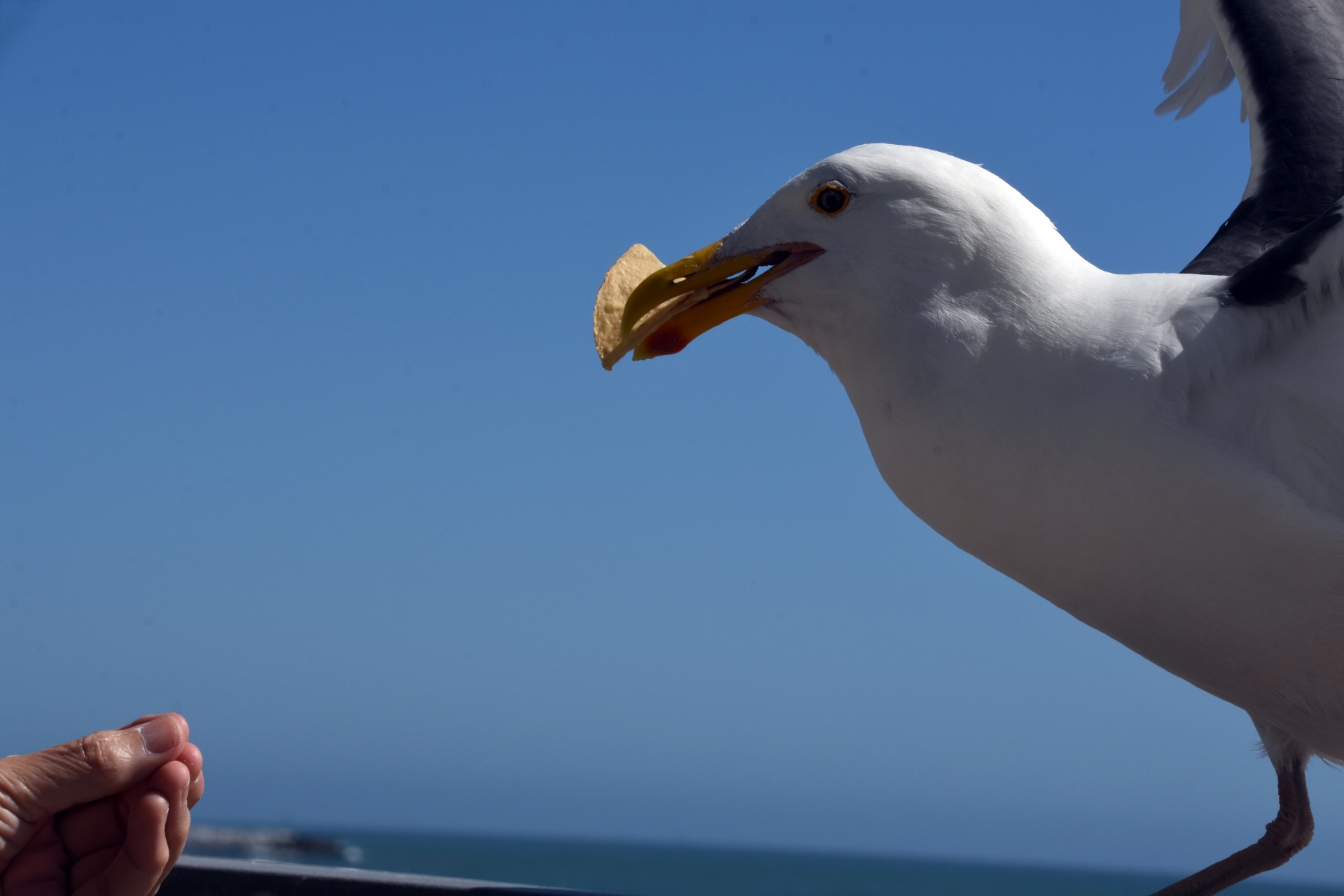 an empty hand and a gull with a chip in it's beak