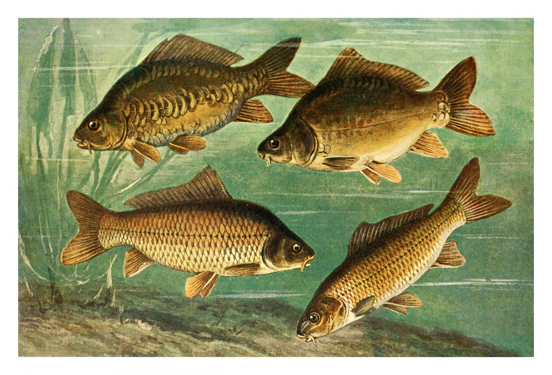 Carp Freshwater Fish Vintage
