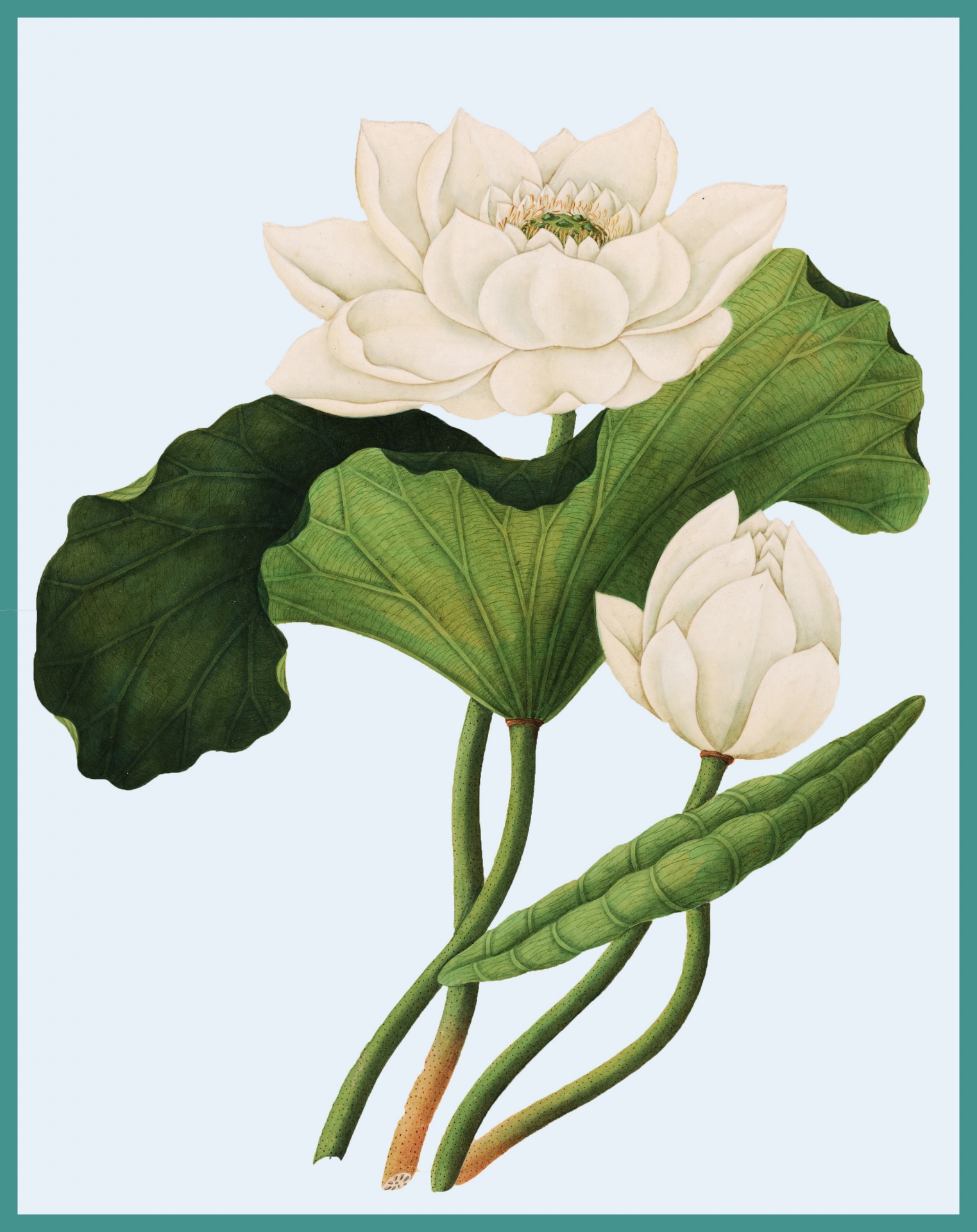Lotus flower, sacred lotus, east indian lotus vintage art print, poster